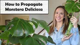 How to Propagate Monstera Deliciosa Quick and Easy Method for Success Northlawn Flower Farm [upl. by Jeri]