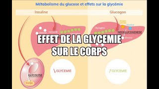 Effet de la GLYCEMIE sur notre corps INSULINE  GLUCAGON  GLUCOSE [upl. by Anytsirk]