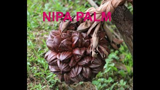 Nipa Palm  Veliyath Gardens  9544280007 Sreekumar Menon Website  httpsveliyathgardencom [upl. by Horatius]