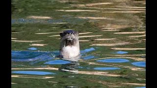 River Otter at Sloat CA Nov 9 2024 [upl. by Aelrac4]