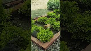 GATOS PELEANDO gatos viralreels viralvideo animales mininos michis cat catshorts cats [upl. by Auqinahs]