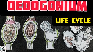 Oedogonium Life cycle paperpenbiology [upl. by Disario395]