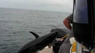 Reel Deal Tuna Fishing and RonZ Baits Cape Cod [upl. by Nevlin]