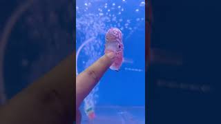 My favourite 😍 youtube subscribe fishaquarium [upl. by Dickman]