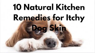 Natural Remedies for Dog Itching Skin [upl. by Saffier]