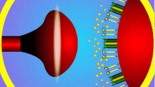 5 Synapse Structure and Function [upl. by Flss]