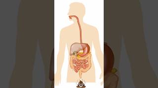 Human Digestive System  3D animation facts shorts science neet 3danimation [upl. by Jenine789]