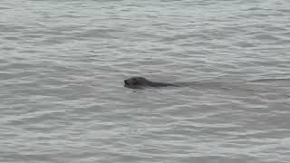 A seal having a swim of Withernsea shore today [upl. by Barbe]