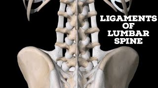 Ligaments of lumbar spine [upl. by Shepp]