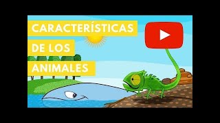 Características de los Animales  Camaleón [upl. by Darrick322]