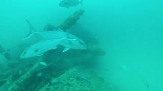 Spearfishing shrimpboat wreck in 125ft 0ff Anna Maria Island gulf of Mexico with Gulfcart Charters [upl. by Ahsinehs]