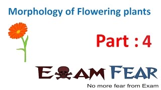 Biology Morphology of Flowering Plants part 4 Root parts CBSE class 11 XI [upl. by Tik660]