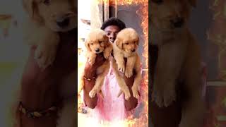 Show Line Labrador amp Golden Retriever Puppies sale in Guwahati  North East Delivery 📞 9435415967 [upl. by Idnarb238]