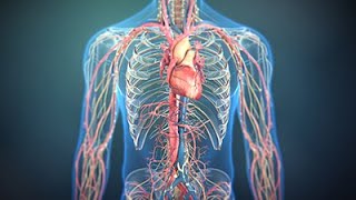 The Science of Nitric Oxide  Consumer Health Animation [upl. by Ahsiner]