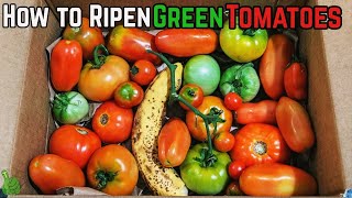 How to Ripen Green Tomatoes indoors  Fast and easy way [upl. by Anitsirk491]