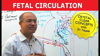 Fetal Circulation  Embryology  Dr Najeeb [upl. by Paxon839]