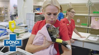 Max The Cats Scary Paralysis  Bondi Vet [upl. by Trelu]