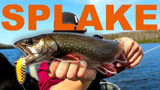 Crushing Shallow SPRING SPLAKE Trout  Backcountry Mission [upl. by Atener984]