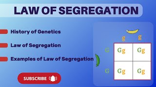 Law of segregation  Mendels law of segregaion  Genetics [upl. by Olegnaid]