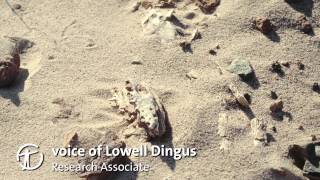 How Are Dinosaur Fossils Discovered and Collected [upl. by Letnwahs]