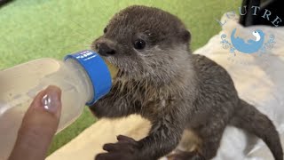 Gave Milk to a Baby Otter [upl. by Kostival]