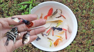 Catching Black Moor Goldfish Angel Fish Glo Fish Goldfish Tiger Barb Fish Guppy Fish by Hand [upl. by Aryek416]