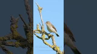 Chiffchaff Call birds birdsounds [upl. by Eirrab305]