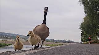 SART Baby Geese Parade [upl. by Alekahs]