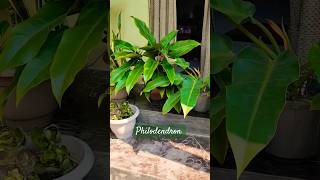 philodendron care tips repotting [upl. by Lynn]