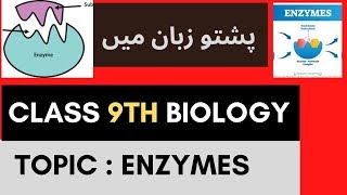 Introduction of enzymes  Pashto  Home of biology [upl. by Bathsheb802]