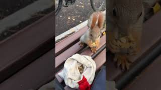 Girl Helped Squirrel😍 [upl. by Pilihp380]