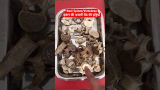 Human Real Spines  Vertebrae  रीड़ की हड्डियाँ short trending viralshorts [upl. by Aneekat]