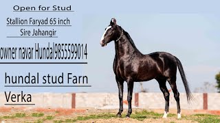 Young stallion Faryad 65 inch sire jahangir Ownernavar hundal 9855599014 [upl. by Yardley]