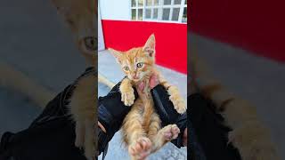 Parte 1 😺 RESCATE un GATITO de la CALLE adopta gatitos cute shorts viral funny rescateanimal [upl. by Gora]