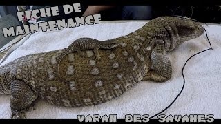 VARAN DES SAVANES  Conseils et renseignements [upl. by Diley449]