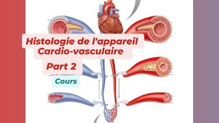 HISTOLOGIE DE LAPPAREIL CARDIO VASCULAIRE  Part 2 [upl. by Cyd204]