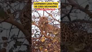 LEOPARDO LEVA PISA DE CÃES SELVAGENS shorts natureza wild animais shortsvideo shortsfeed [upl. by Arries808]