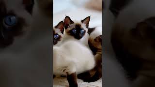 Playful Siamese Kittens Tumbling Around 🐱💙 Watch Their Adorable Chaos [upl. by Backer]