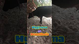 Brucellosis  Hygroma  Cattle Disease [upl. by Malcom697]