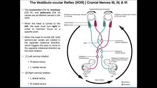 Vestibuloocular Reflex VOR  Structure amp Physiology [upl. by Eibloc]