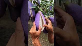 Chinas New Fruit Looks Just Like Brinjal shortsvideo [upl. by Htiel]