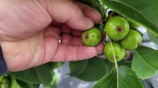 HAIL damage to Fruit trees after a Hail Storm Fruit damaged by hail Hail spots on fruits [upl. by Perle]