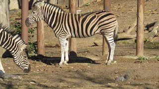 Burchells zebra at Philadelphia zoo November 2 2019 [upl. by Aissert358]