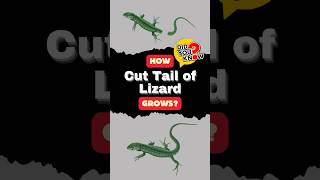 Lizard Tail Regeneration Explained How Do Lizards Regrow Their Tails [upl. by Aniryt]