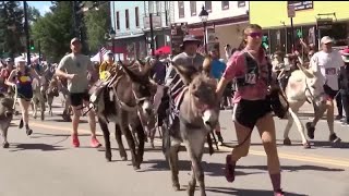 Leadvilles Boom Days Burro Races [upl. by Turner379]