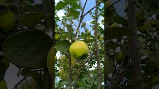 Do you like a quince Kentpark Sakarya Turkey September 2024 travel tree nature quince ayva [upl. by Pump]