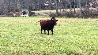 Hereford Cattle [upl. by Ecadnarb955]