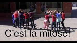 Cest la mitose cover Alors on danse [upl. by Rebeh69]