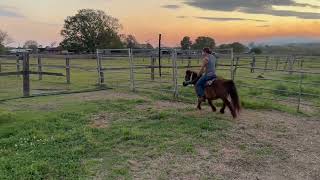 Caboolture Horse Sale quotMannyquot [upl. by Nations]