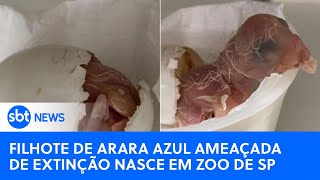 Filhote de arara azul ameaçada de extinção nasce em Zoo de São Paulo [upl. by Dnomed]